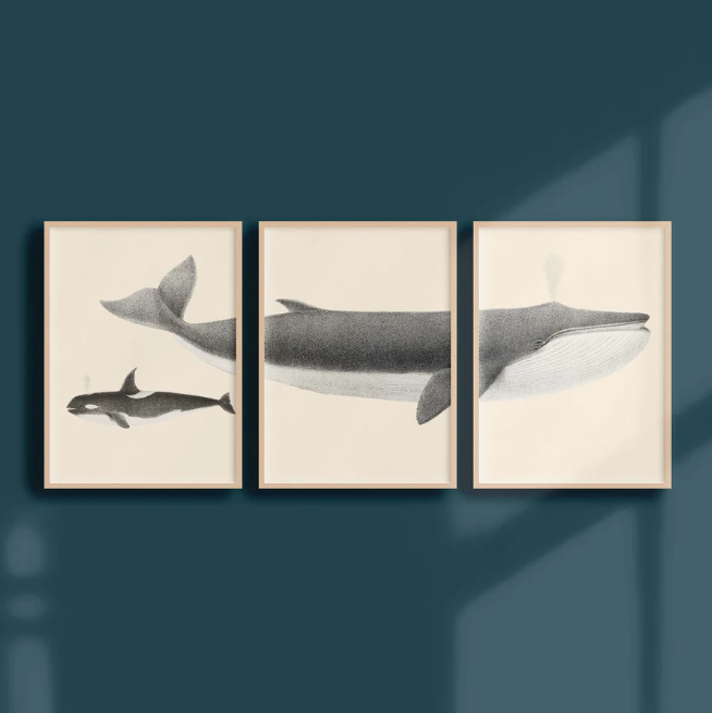 Triptyque Affiche Océanographique Cétacés 30x40cm Atelier Bigarade