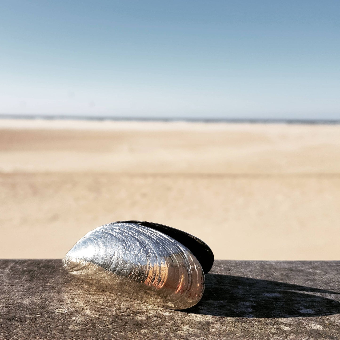 Couverts à moules de Zeeland en étain pur