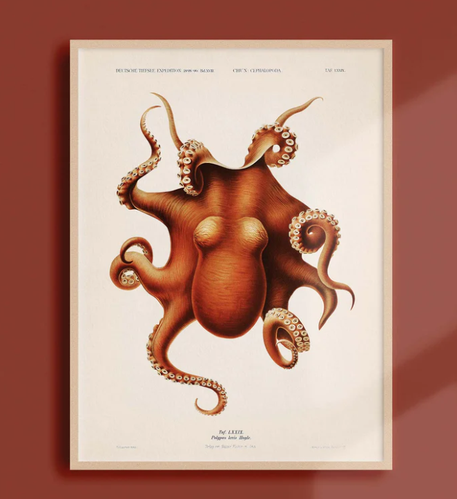 Poster coquillage 30x40 cm affiche océanographique Atelier Bigarade