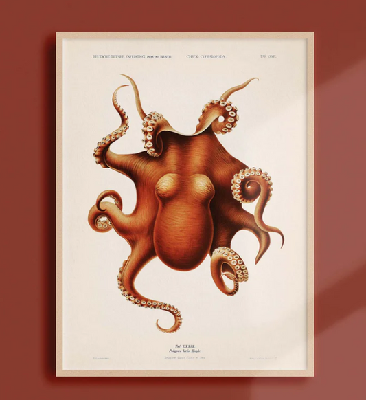 Affiche coquillage 30x40 cm d'Atelier Bigarade, illustration océanographique avec divers coquillages colorés.
