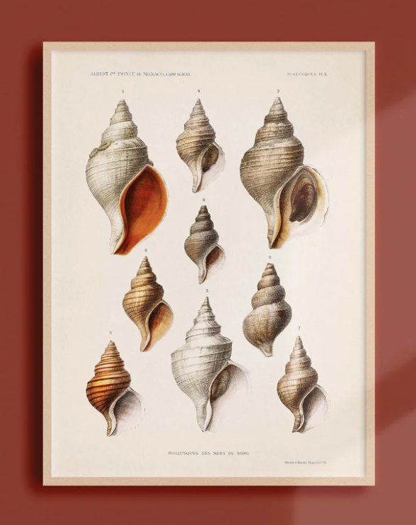 Poster coquillage 30x40 cm affiche océanographique Atelier Bigarade