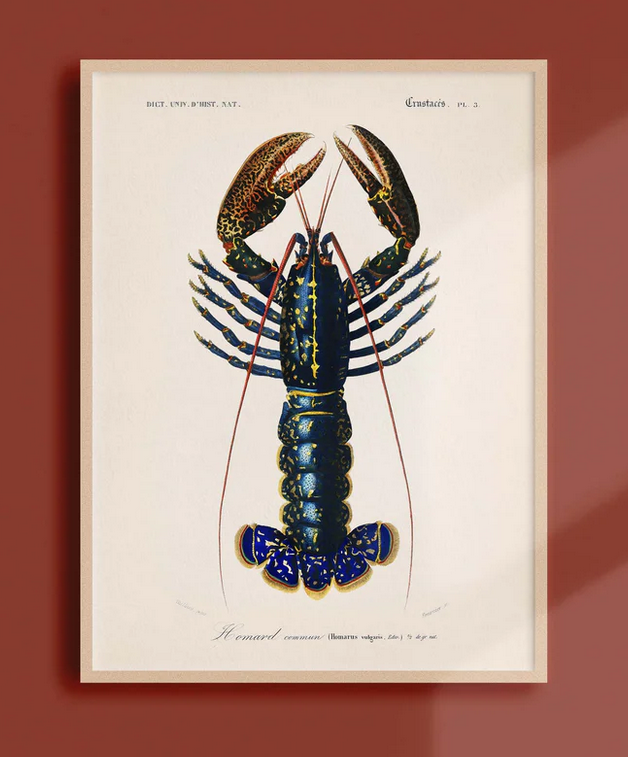Poster coquillage 30x40 cm affiche océanographique Atelier Bigarade